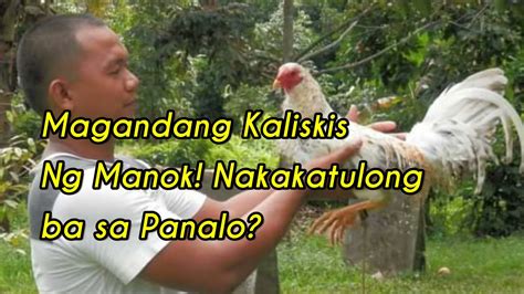 12 Senyales sa Kaliskis Ng Manok Panabong .
